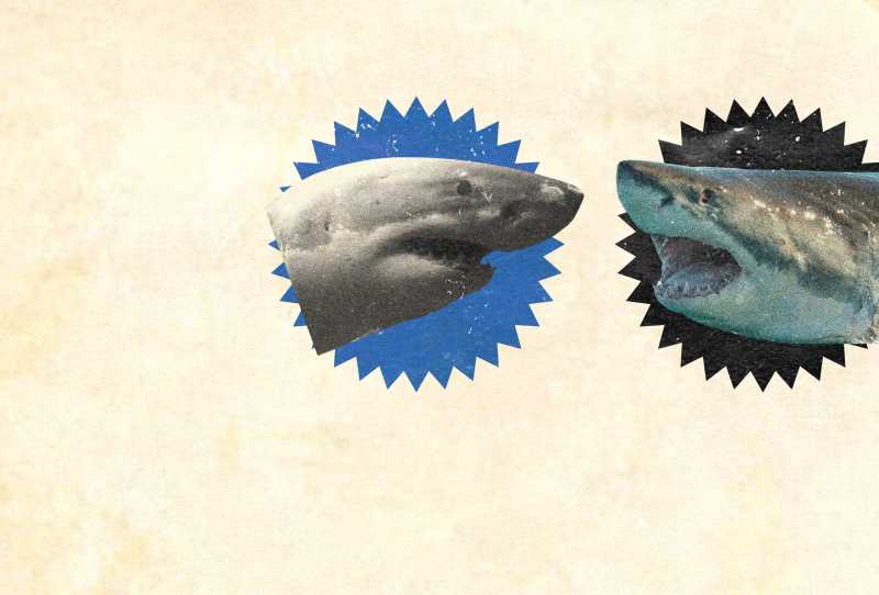 A Lenda do Tubarão Branco Gigante - A Batalha