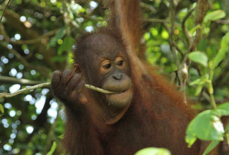 A Vida Entre Orangotangos