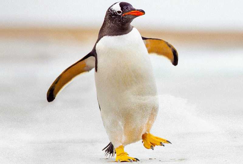 A Vida Entre Pinguins