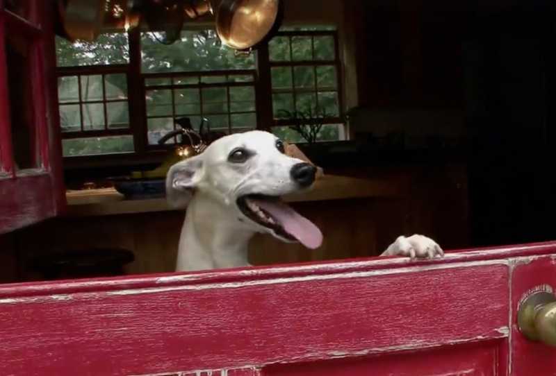 ABC Canino - Esperto pra Cachorro!