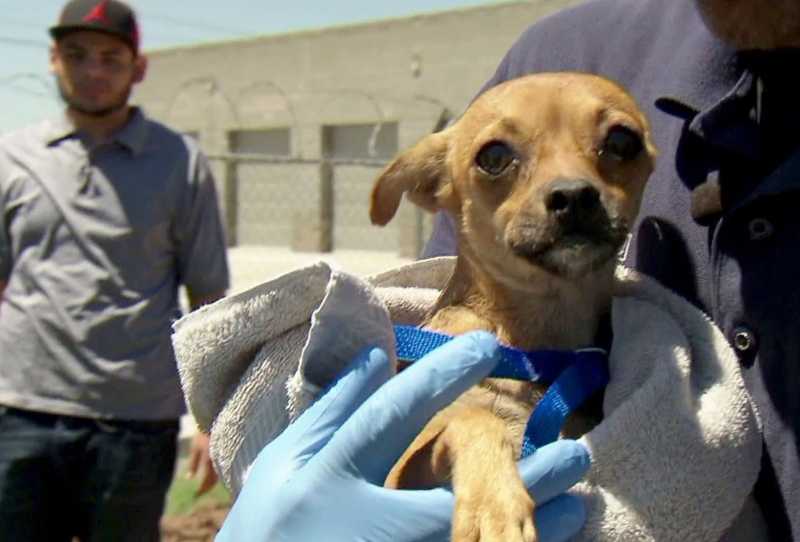 Animais em Risco: Phoenix