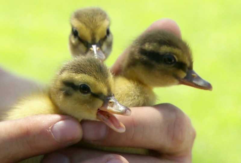 Animais em Risco: Phoenix