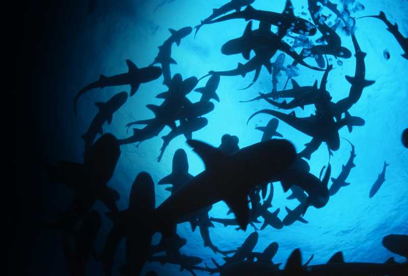Batalha de Tubarões