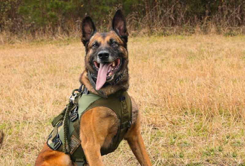 Cão de Guerra - O Melhor Amigo do Soldado