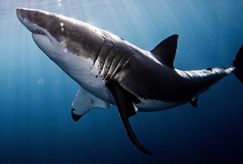 Cara a Cara com Vítimas de Ataques de Tubarões