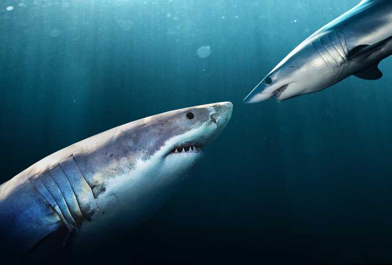 Confronto de Predadores - Tubarão-Branco x Tubarão-Mako