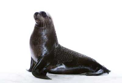 Programa De Volta à Ilha da Imaginação