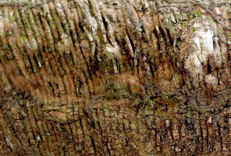 Floresta, Onde a Terra Respira