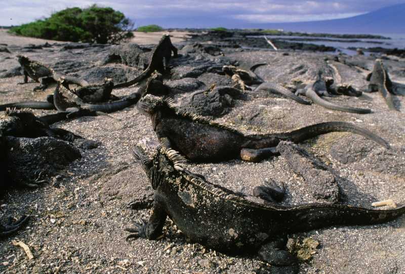 Maravilhas da Linha Equatorial