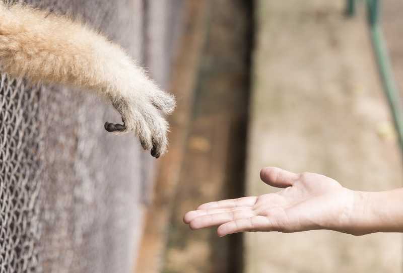 Mika, Resgatista de Animais