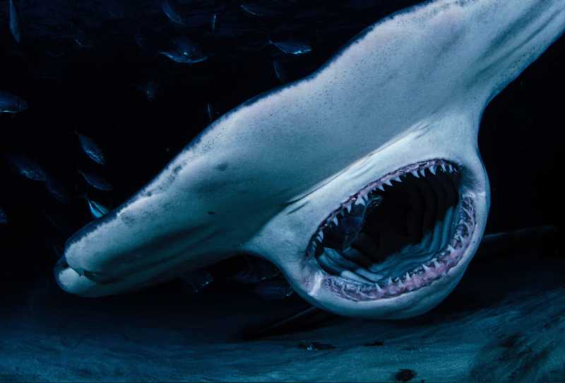 Monstro da Flórida