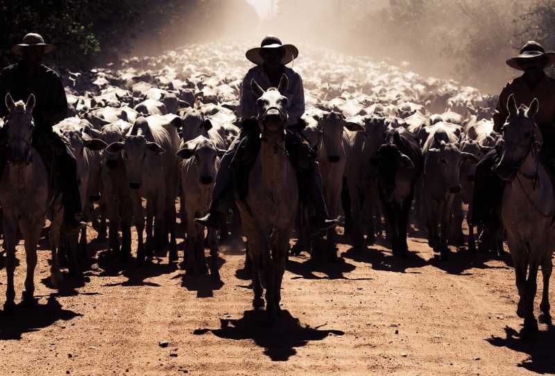 O Cerrado e Outros Bichos