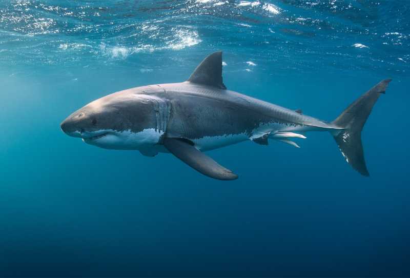 O Duelo dos Tubarões-Brancos