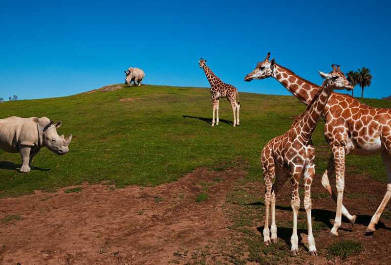 O Zoológico de San Diego