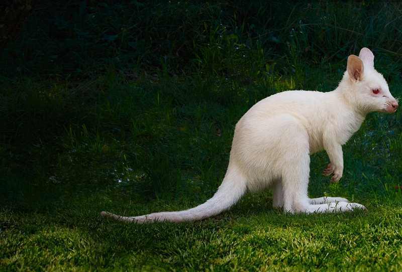 O Zoológico de San Diego