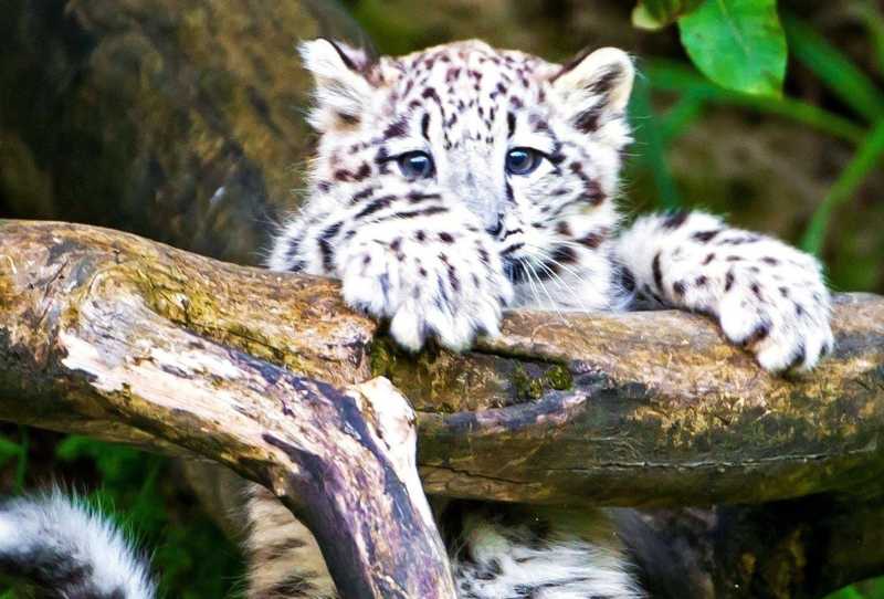O Zoológico