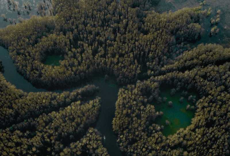 Os Horrores do Caddo Lake