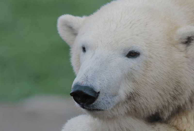 Os Segredos do Zoológico