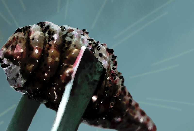 Parasitas Assassinos