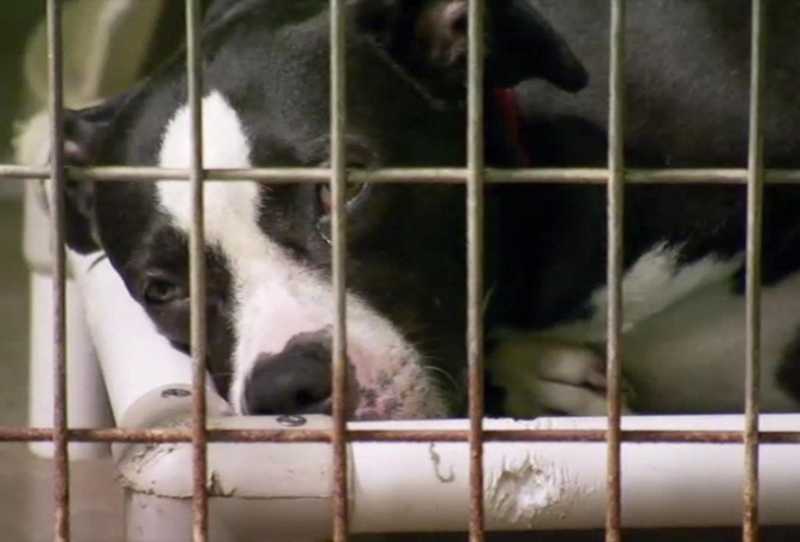 Pit Bulls e Condenados