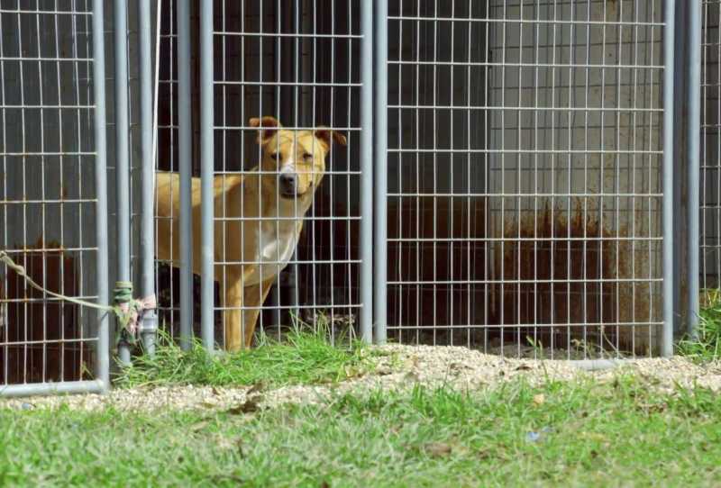 Pit Bulls e Condenados