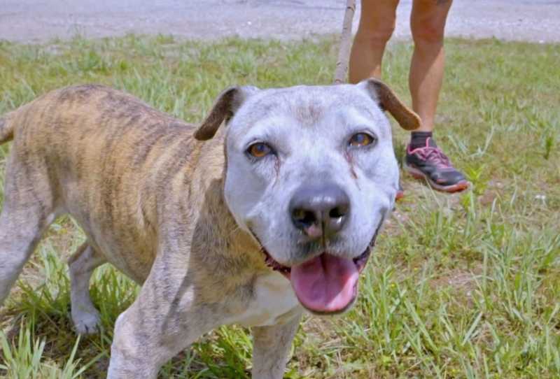 Pit Bulls e Condenados