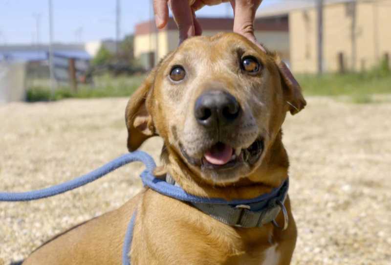 Pit Bulls e Condenados