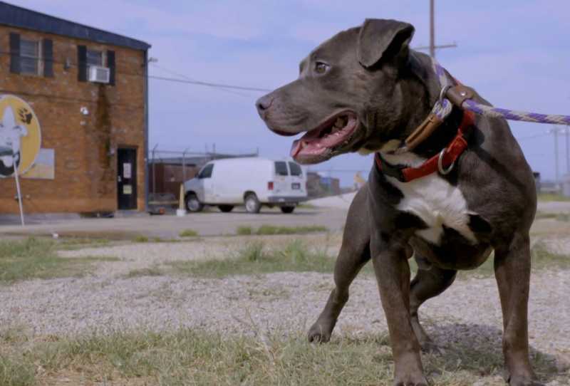 Pit Bulls e Condenados