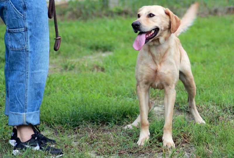 Pit Bulls e Condenados