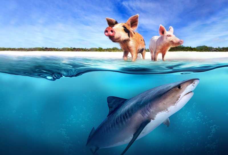 Porco vs. Tubarão