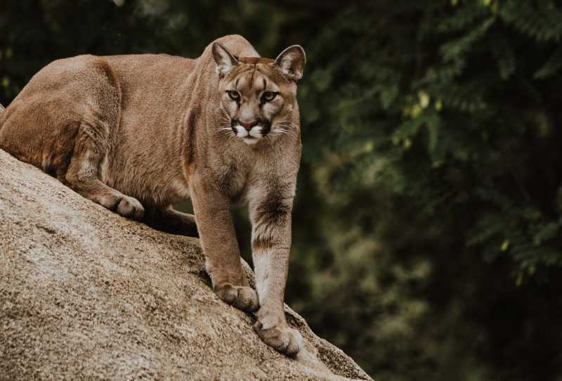 Pumas da Estepe