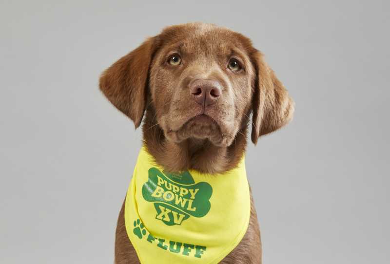 Puppy Bowl Apresenta: Cachorros em Ação 2