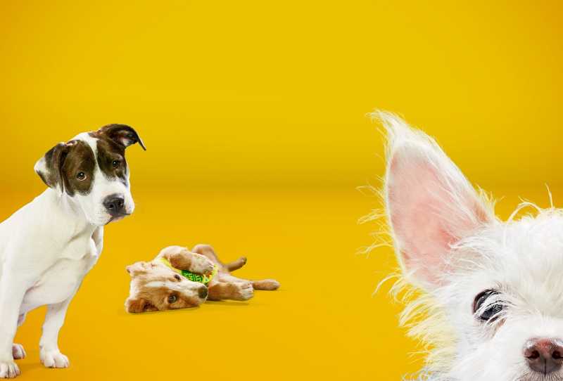 Puppy Bowl Apresenta: Cachorros em Ação