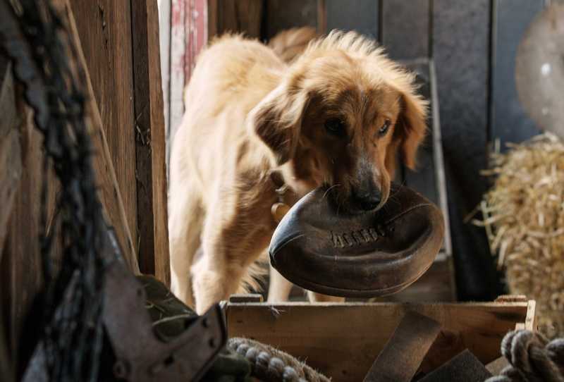 Quatro Vidas de um Cachorro