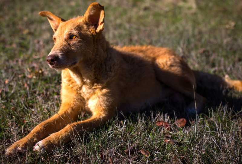 Sobre Cães e Homens