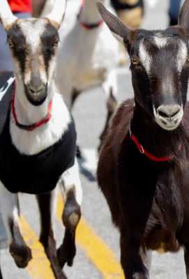 Nulu Bock Fest Goat Racing Championships 2025 | Programação de TV | mi.tv