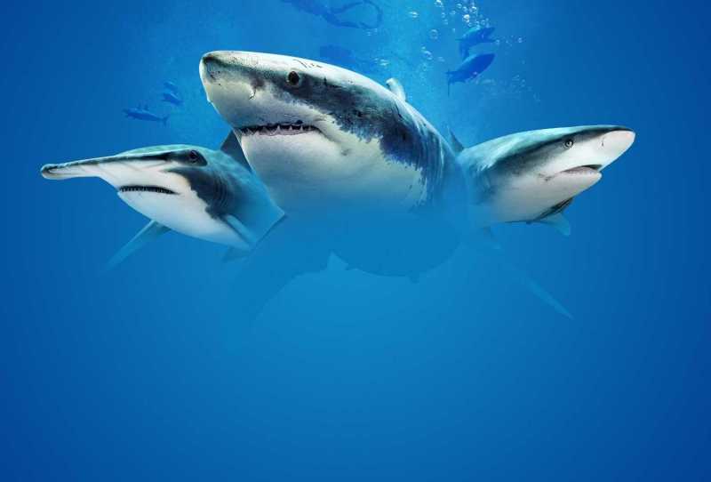Tubarões - De Volta às Zonas Perigosas