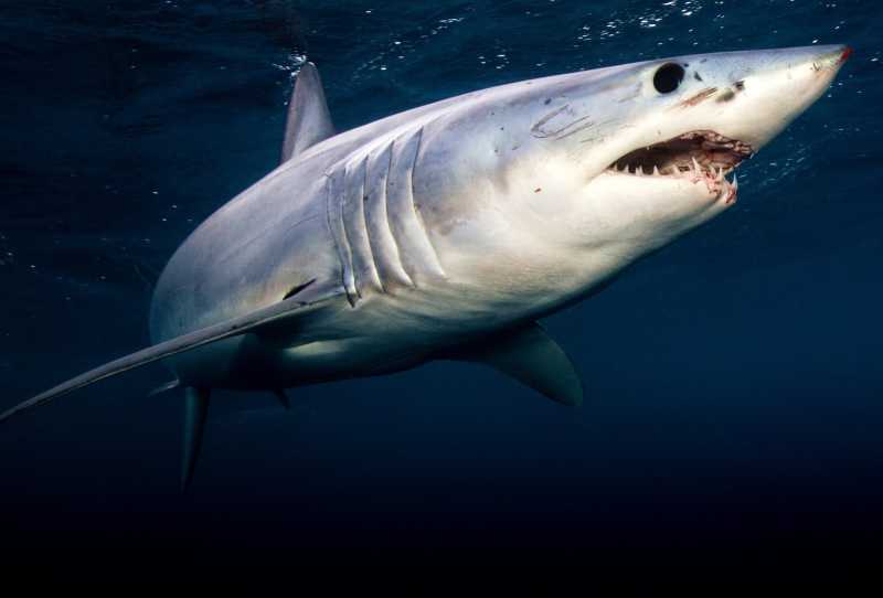 Tubarão-Mako - O Predador dos Oceanos