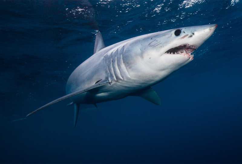 Tubarão-Mako - Predador dos Mares