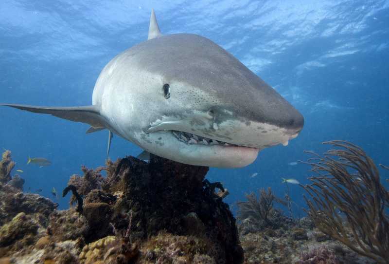 Tubarão Tigre - Apetite Voraz