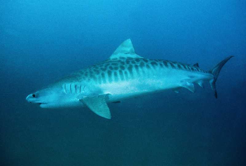 Tubarão-Tigre - O Predador Invisível