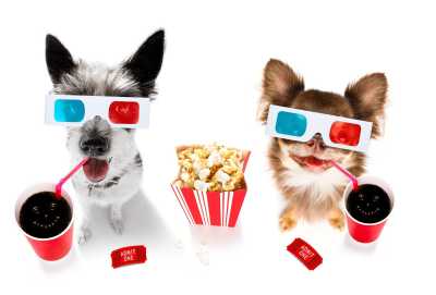 Programa Um Lucro Animal