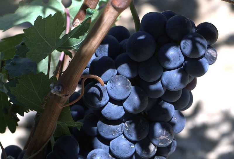 Vinícolas ao Redor do Mundo