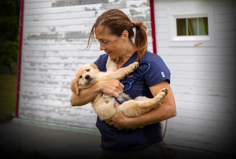 Yukon - Plantão Veterinário