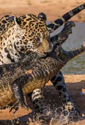 Jaguares vs. Cocodrilos | Programación de TV en Colombia 
