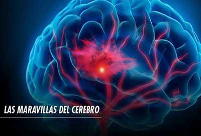 Las maravillas del cerebro (Series): Invisibles pero efectivos: nuestros pensamientos | Programación de TV en México | mi.tv